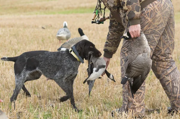 Goose Hunting — Stock Photo, Image