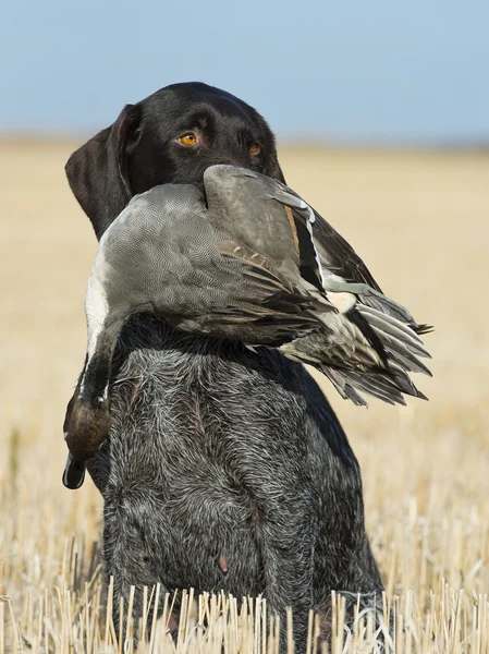 Охотничья собака с уткой — стоковое фото