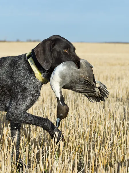 Cão de caça com um pato — Fotografia de Stock