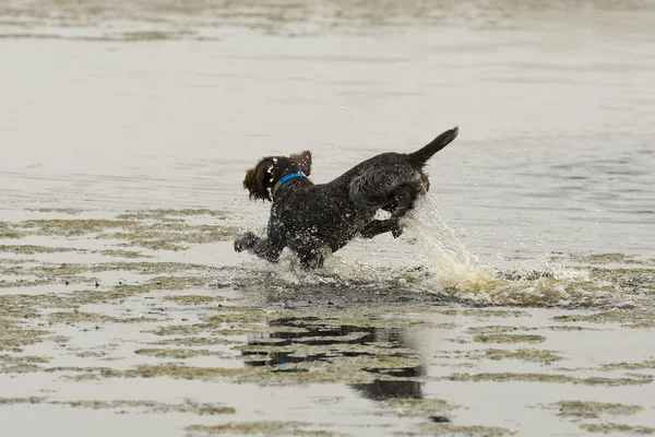 Perro de caza —  Fotos de Stock