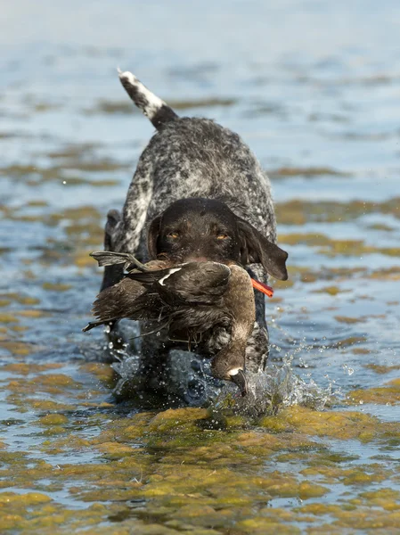 Ankjakt — Stockfoto