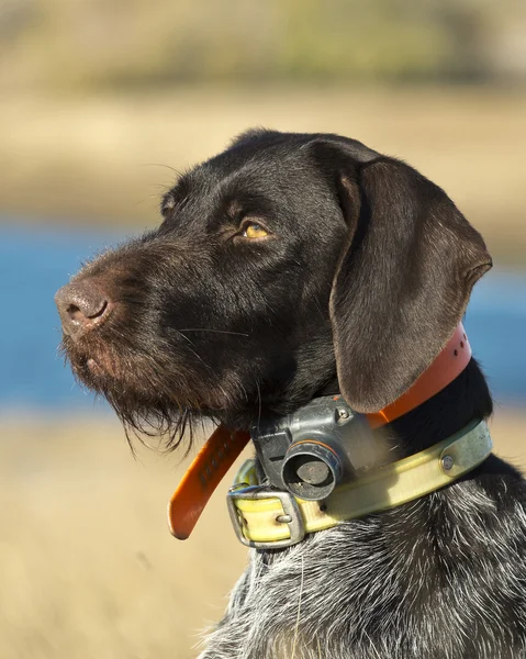 Waffenhund — Stockfoto