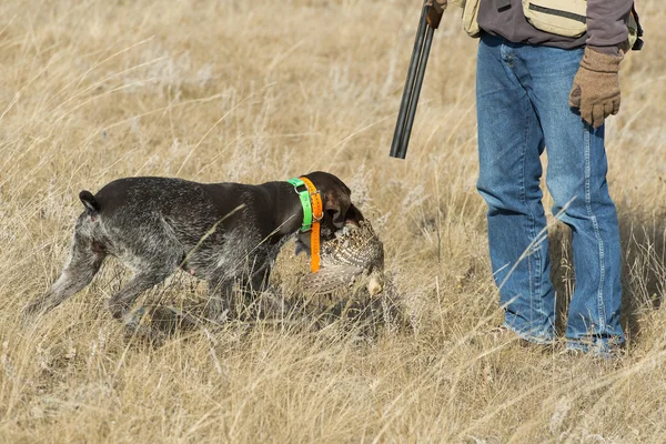 Cazadores Perro — Foto de Stock