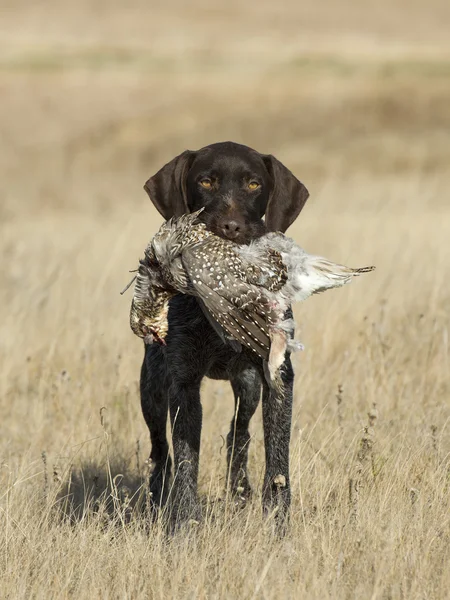 Jagdhund — Stockfoto