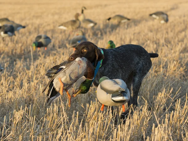 Entenjagd — Stockfoto