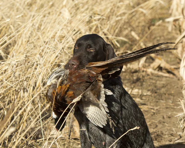 Perro de caza con un faisán —  Fotos de Stock