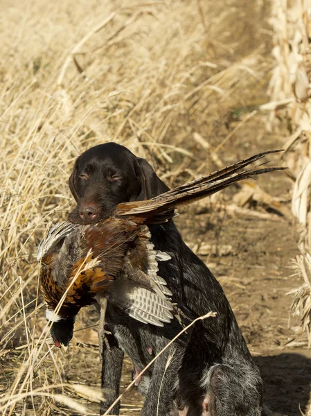 Hunting Dog with a Pheasant — Stock Photo, Image