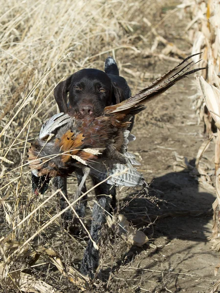 Hunting Dog with a Pheasant — Stock Photo, Image