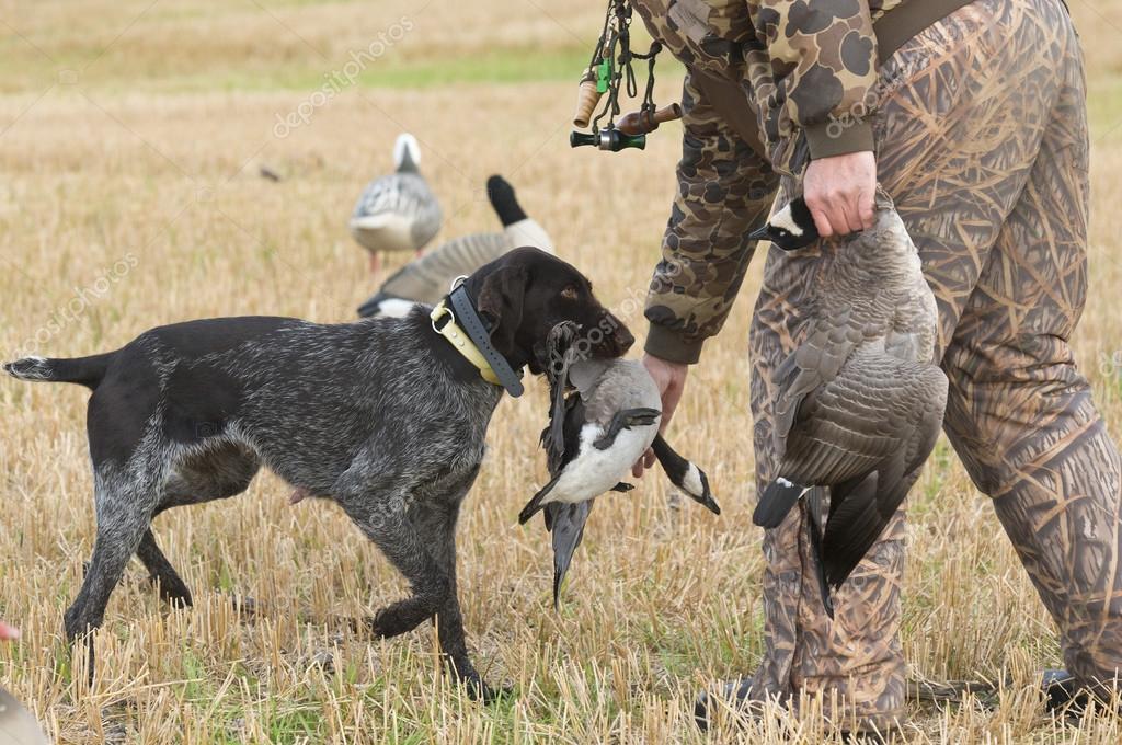 Canadian Hunting Dog