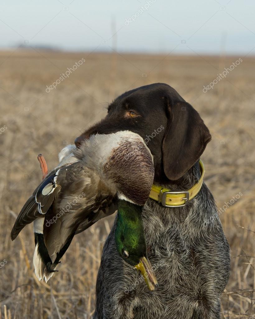 Hunting Dog with a Duck — Stock Photo © schlag 36686429