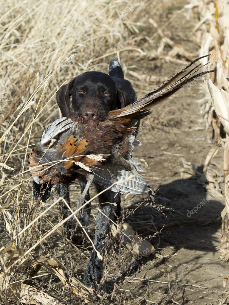 Hunting Dog with a Pheasant — Stock Photo © schlag 36687525