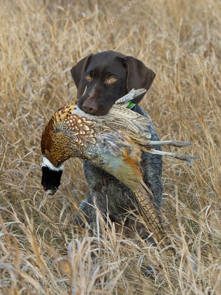 Hunting Dog with a Pheasant — Stock Photo © schlag 36687573