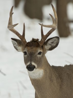 Whitetail Geyik buck