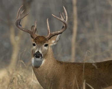 Whitetail Geyik buck