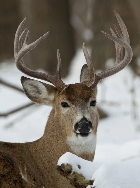 Whitetail-szarvas — Stock Fotó