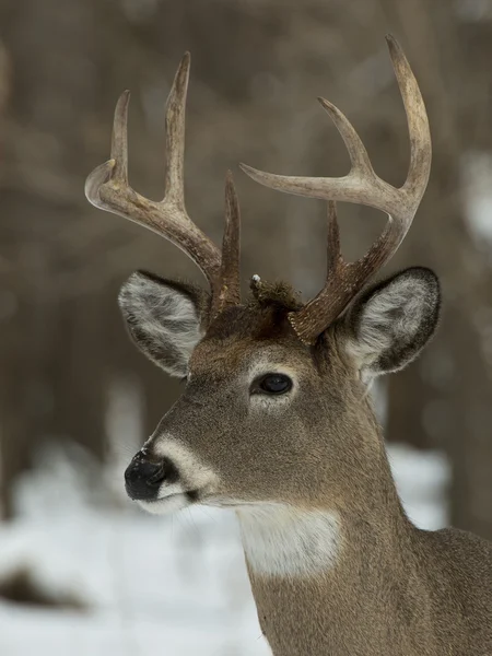 Whitetail jelenie buck — Zdjęcie stockowe