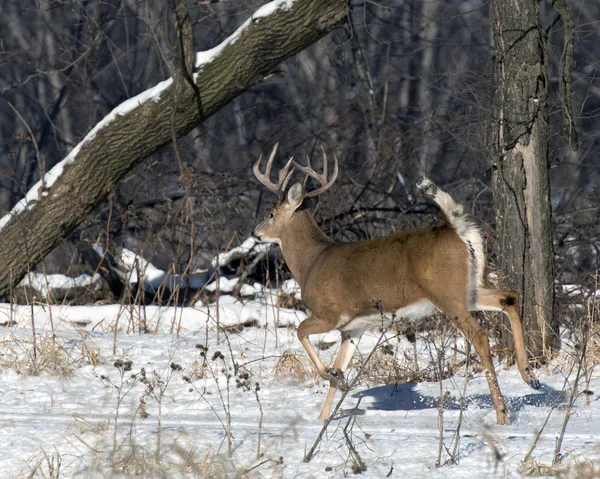 Running Deer — Stock Photo, Image