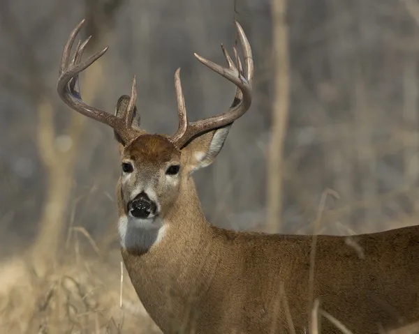 Whitetail-szarvas — Stock Fotó