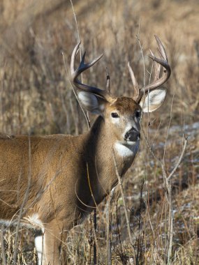 büyük whitetail buck
