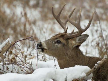 Olgun whitetail buck