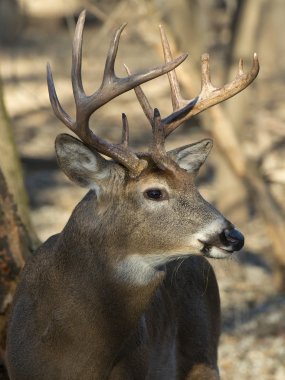 büyük whitetail buck