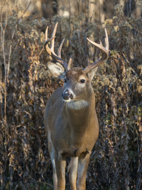 büyük whitetail buck