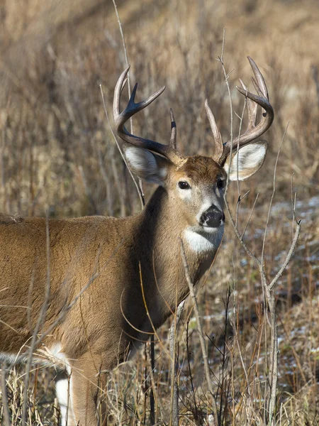 Velké whitetail buck — Stock fotografie