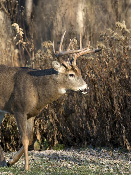 Grote whitetail buck — Stockfoto