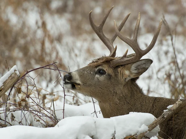 Cola blanca madura Buck — Foto de Stock