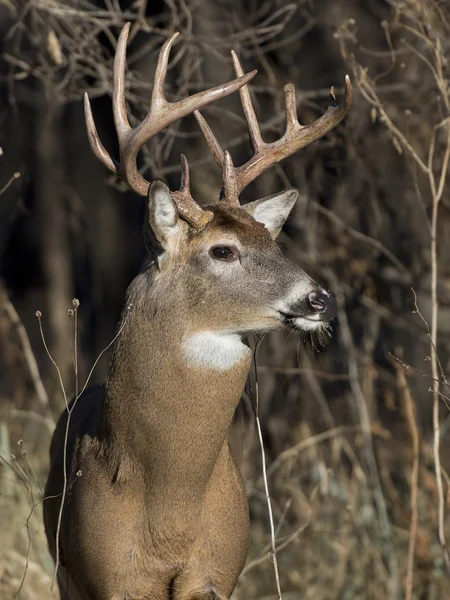 Μεγάλο whitetail buck — Φωτογραφία Αρχείου