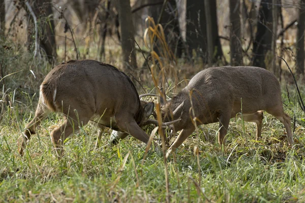 Dois maduro whtietail Bucks lutando — Fotografia de Stock
