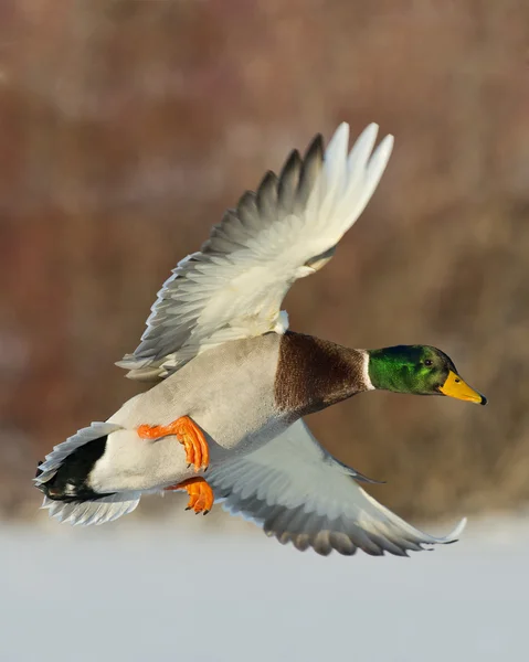 Uçan yeşilbaş ördek — Stok fotoğraf