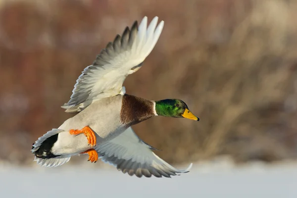 Pato Mallard volador —  Fotos de Stock