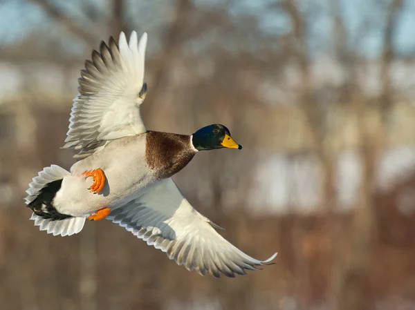 Vliegende mallard duck — Stockfoto