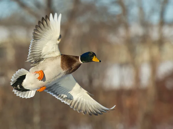 Fliegende Stockente — Stockfoto