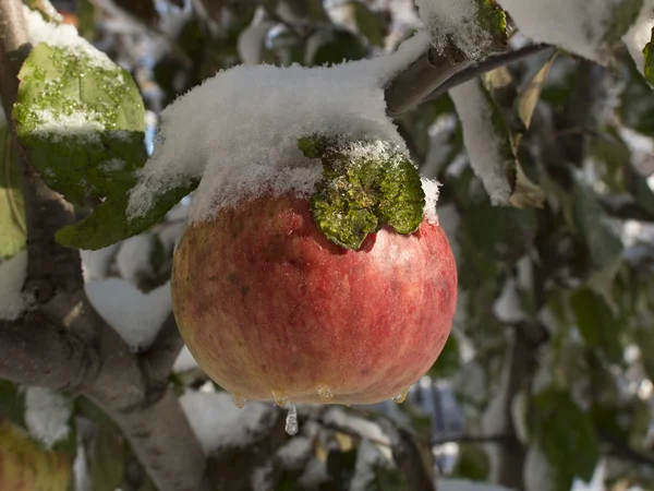 Ice Covered Apple — Stock Photo, Image