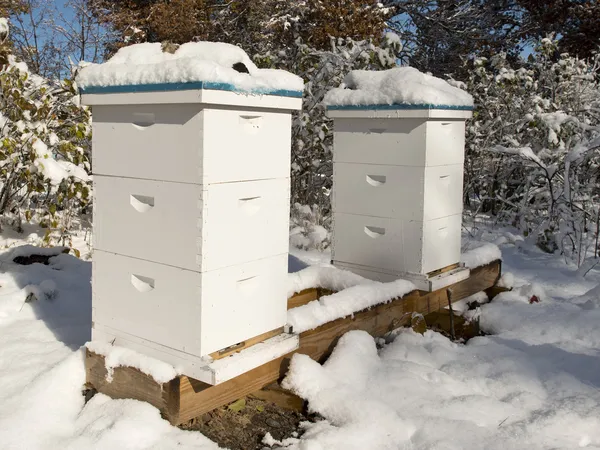 Beehives — Stock fotografie