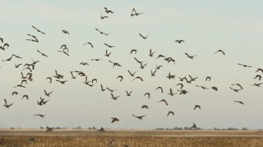 yeşilbaş ördek sürüsü