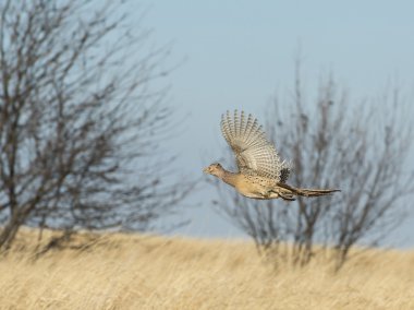 Hen Pheasant clipart