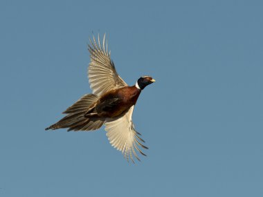 Flying Pheasant clipart