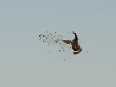 Pheasant Hunting clipart