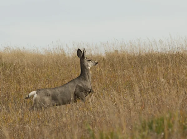 Running Deer — Stock Photo, Image