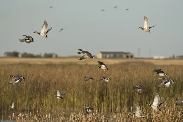 Flock of Mallard Ducks — Stock Photo, Image