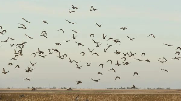 Kudde van mallard eenden — Stockfoto