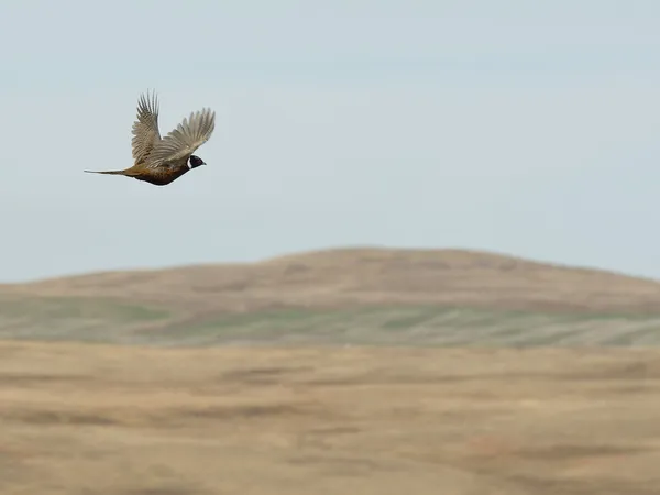 Flying Rooster Pheasant — Stock Photo, Image