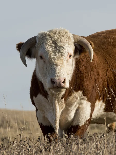 Hereford tjur — Stockfoto