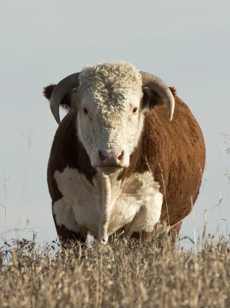 Hereford tjur — Stockfoto