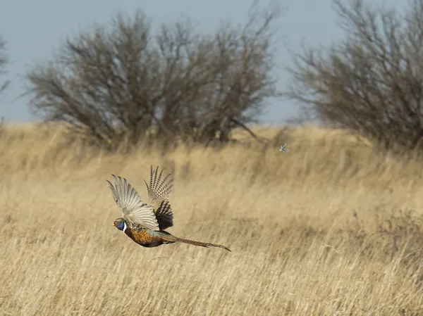 Летающий петух фазан — стоковое фото