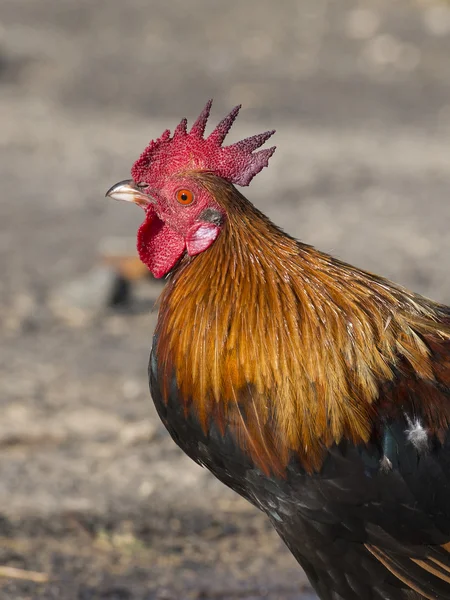 Gallo en Kauai Hawaii — Foto de Stock