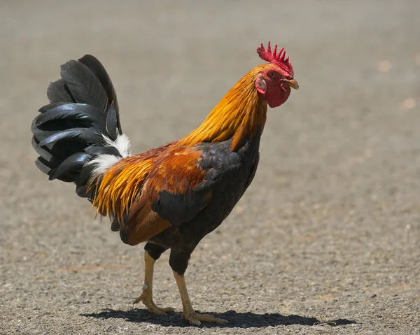 Gallo en Kauai Hawaii — Foto de Stock